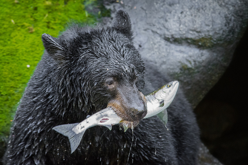 Resultado de imagem para american black bear eating fish